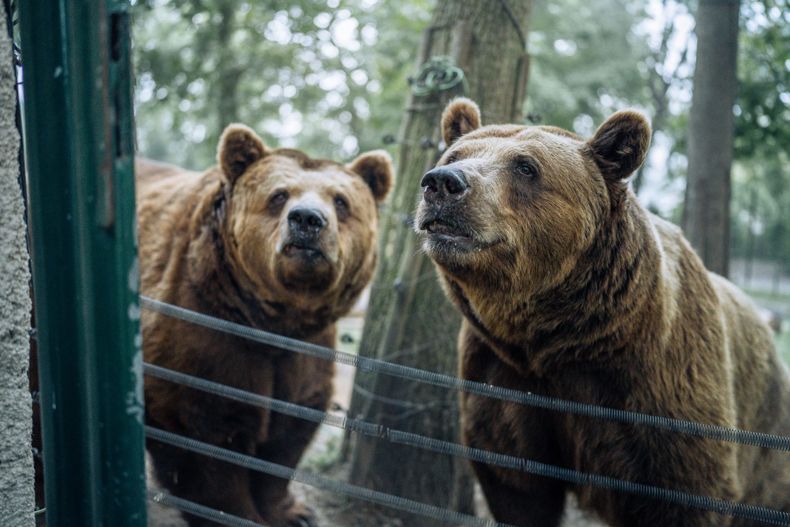 Bärenpark Beroun (Medvědárium Beroun)